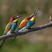 birds of a feather flock together